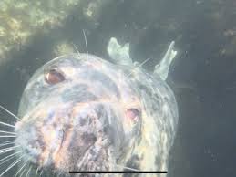 Image result for Wyndley Seals Snorkelling Club