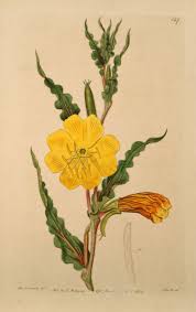 Image result for Oenothera odorata