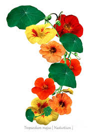 Image result for Tropaeolum majus