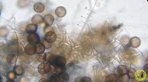 Attēlu rezultāti vaicājumam “Didymium melanospermum”