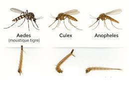 Résultat de recherche d'images pour "larves de moustiques"