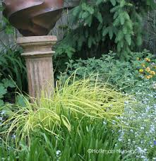 Attēlu rezultāti vaicājumam “Carex elata”