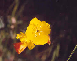 Attēlu rezultāti vaicājumam “Onagraceae”