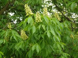 Attēlu rezultāti vaicājumam “Aesculus”