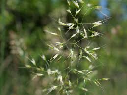 Attēlu rezultāti vaicājumam “Trisetum flavescens flower”