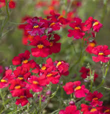 Image result for Elfenspiegel