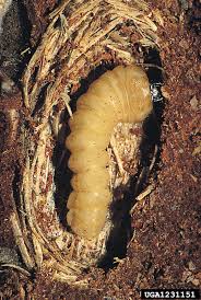 Attēlu rezultāti vaicājumam “Acanthocinus aedilis”