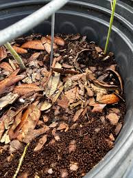 Attēlu rezultāti vaicājumam “Cribraria rubiginosa spores”