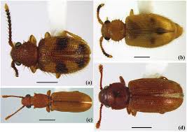 Attēlu rezultāti vaicājumam “Silvanidae”
