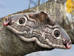 Attēlu rezultāti vaicājumam “Saturnia pavonia”