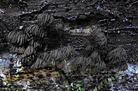 Attēlu rezultāti vaicājumam “Badhamiopsis macrospora sessile”