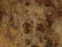 Attēlu rezultāti vaicājumam “Licea minima”