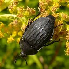 Attēlu rezultāti vaicājumam “Silpha sp.”