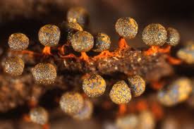 Attēlu rezultāti vaicājumam “Physarum bivalve spores”