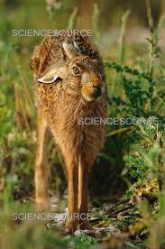 Attēlu rezultāti vaicājumam “Lepus europaeus”