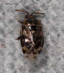 Attēlu rezultāti vaicājumam “Deraeocoris ruber imago”