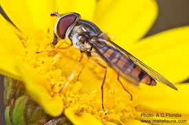 Attēlu rezultāti vaicājumam “Episyrphus balteatus”