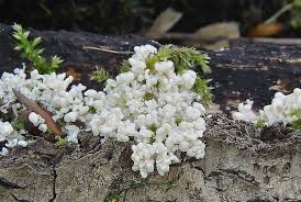 Attēlu rezultāti vaicājumam “Fuligo luteonitens”