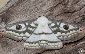 Attēlu rezultāti vaicājumam “Capsus ater imago”