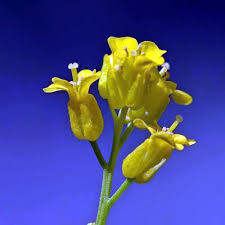 Attēlu rezultāti vaicājumam “Barbarea vulgaris subsp. arcuata fruit”