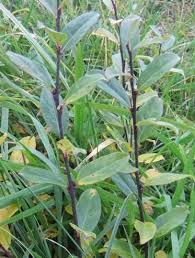 Attēlu rezultāti vaicājumam “Salix x doniana”