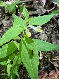 Attēlu rezultāti vaicājumam “Melampyrum pratense leaf”