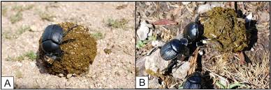 Attēlu rezultāti vaicājumam “Aphodius subterraneus imago”