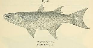 Image result for Mugil liza