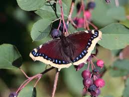 Attēlu rezultāti vaicājumam “Nymphalis antiopa upperside”