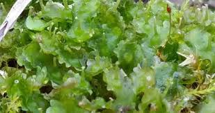 Attēlu rezultāti vaicājumam “Blasia pusilla sporophyte”