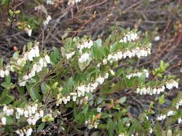 Attēlu rezultāti vaicājumam “Chamaedaphne calyculata”