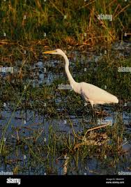 Attēlu rezultāti vaicājumam “Egretta alba adult”