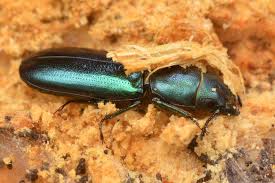 Attēlu rezultāti vaicājumam “Trogossitidae”