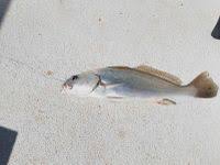 Image result for Argyrosomus regius