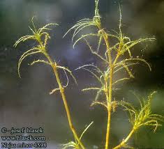 Attēlu rezultāti vaicājumam “Najas minor”