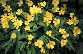 Attēlu rezultāti vaicājumam “Anemone ranunculoides flower”
