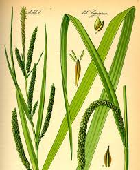 Attēlu rezultāti vaicājumam “Hordeum vulgare”