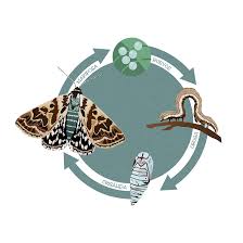 Attēlu rezultāti vaicājumam “Callistege mi”