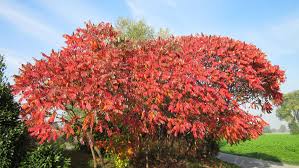 Attēlu rezultāti vaicājumam “Rhus typhina”