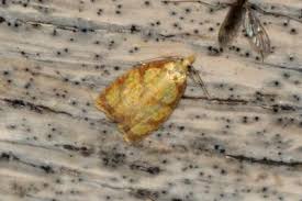 Attēlu rezultāti vaicājumam “Acleris bergmanniana”