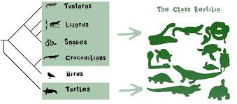 Attēlu rezultāti vaicājumam “Reptilia”