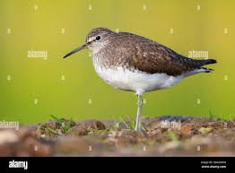 Attēlu rezultāti vaicājumam “Tringa ochropus”