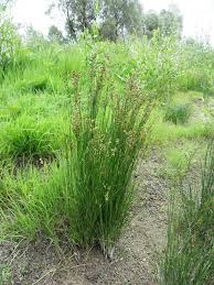 Attēlu rezultāti vaicājumam “Juncus compressus”