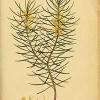 Attēlu rezultāti vaicājumam “Timmia megapolitana”