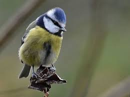 Image result for Cyanistes caeruleus