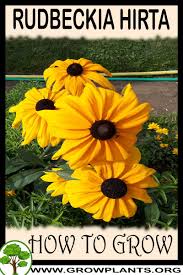 Attēlu rezultāti vaicājumam “Rudbeckia hirta var. hirta leaf”