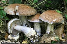 Attēlu rezultāti vaicājumam “Cortinarius praestans”