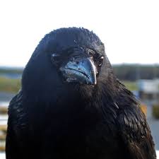 Attēlu rezultāti vaicājumam “Corvus frugilegus”