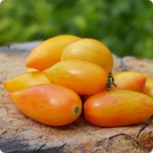 Afbeeldingsresultaat voor blushing yellow tomato