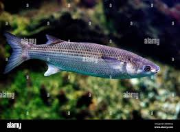 Image result for Chelon labrosus
